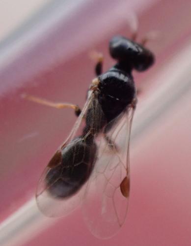 Réf. 346 528 : Spilomena sp.